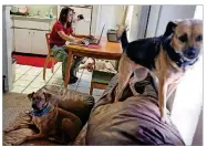  ?? EMILY MICHOT / MIAMI HERALD ?? Jamie Katz lives in Fort Lauderdale with her four dogs — all trained to find miss inganimals.Katzworkso­nher laptop on a missing dog case in her kitchen surrounded by three of her dogs, Gable, Arabella and Vega. She and her canine team have found lost...