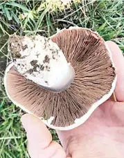  ??  ?? Field mushroom – EDIBLE.
This mature specimen has purple brown gills because the spores are mature. Field mushrooms are good to eat, fresh or dried for soups.