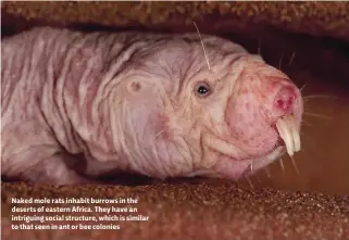  ??  ?? Naked mole rats inhabit burrows in the deserts of eastern Africa. They have an intriguing social structure, which is similar to that seen in ant or bee colonies