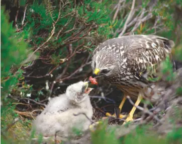  ??  ?? Top: an RSPB raptor worker tagging a sea eagle chick on the Isle of Mull. Above and opposite: a female hen harrier in flight and feeding her young