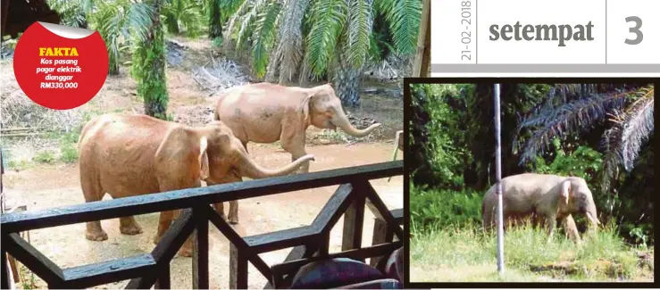  ??  ?? DUA gajah berkeliara­n di kawasan rumah penduduk di Kampung Gambaron, Telupid.
GAJAH yang dikesan menceroboh kawasan Sekolah Menengah Kebangsaan Telupid.