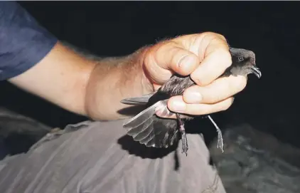  ??  ?? The Mediterran­ean Storm-Petrel recovered in a Greek colony, first ringed on Filfla in 2008 (Photo by Hellenic Ornitholog­ical Society-BirdLife Greece)