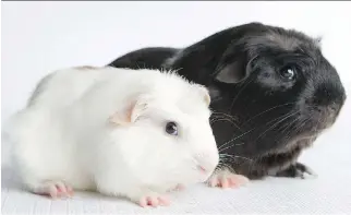  ?? ROHIT SAXENA ?? Arthur, left, and Buster, are two of the guinea pigs up for adoption at the Ottawa Humane Society.