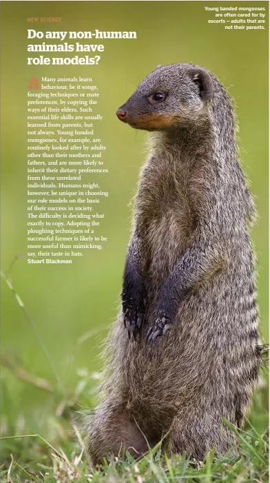  ??  ?? Young banded mongooses are often cared for by escorts – adults that are not their parents.