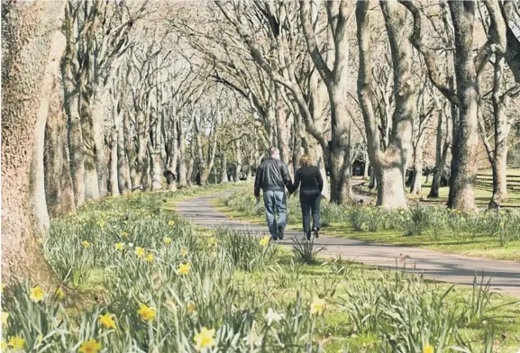  ?? (photo: Shuttersto­ck.Graham R Prentice) ?? Get into the great outdoors this spring and help raise money for Marie Curie’s Great Daffodil Appeal