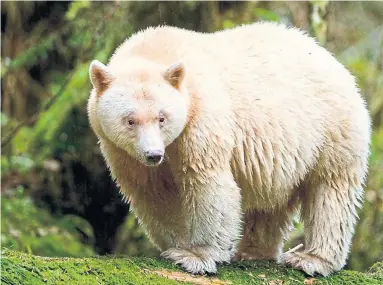  ?? IAN MCALLISTER PACIFIC WILD ?? Great Bear Rainforest follows Mox, the white bear, a genetic variation of the black bear found in the coastal rainforest.