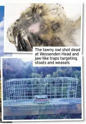  ??  ?? The tawny owl shot dead at Wessenden Head and jaw-like traps targeting stoats and weasels