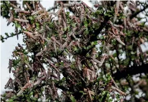  ??  ?? Locusts ravage trees in an area near Archers Post, Samburu County, Kenya.
