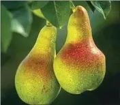  ??  ?? Pears on a tree