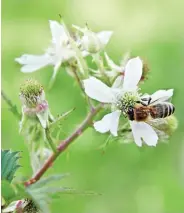  ??  ?? VON LINKS: Geschlitzt­blättrige Brombeere (Rubus laciniatus), Lavendel (Lavandula) und Steppen-salbei (Salvia nemorosa).