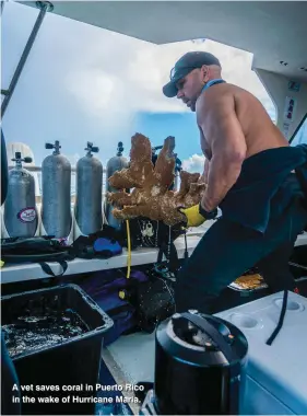  ??  ?? A vet saves coral in Puerto Rico in the wake of Hurricane Maria.