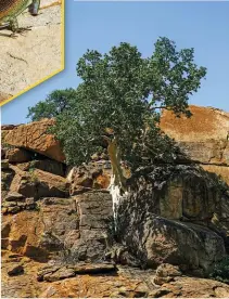  ?? ?? ROCK N ROLL BABIES. Two adult impalas are always around to mind the creche (top middle) and wild figs grow out of rock like it’s the most normal thing to do.