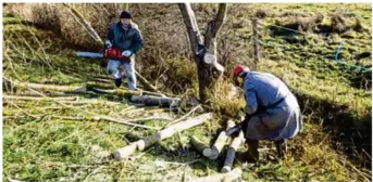  ??  ?? Les jeunes saules en bordure de l’étang communal ont été taillés « en têtards ».