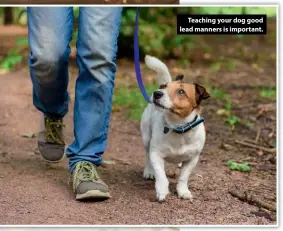  ??  ?? Teaching your dog good lead manners is important.