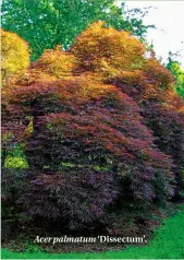  ??  ?? Acer palmatum ‘Dissectum’.