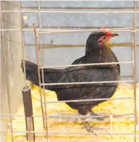  ?? ?? A chicken struts it stuff in front of visitors to the show.