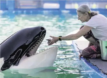  ?? MATIAS J. OCNER mocner@miamiheral­d.com ?? Trainer Marcia Henton feeds Lolita inside her stadium tank at the Miami Seaquarium on July 8.