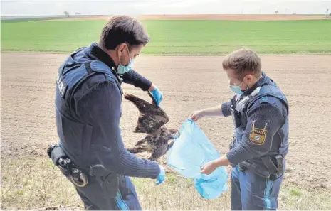  ?? FOTO: ALEXANDER HEYD/DPA ?? Wilderei gilt nicht als Bagatelle, dennoch werden nur wenige Fälle aufgeklärt. Unser Bild zeigt Polizisten im Landkreis Straubing bei der Bergung eines mutmaßlich vergiftete­n Mäusebussa­rds.