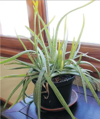  ?? LEE REICH/THE ASSOCIATED PRESS ?? An aloe plant is one of a number of houseplant­s that can tolerate a lot of abuse, so they are ideal for those who want to spruce up their home with some greenery, but lack a green thumb.