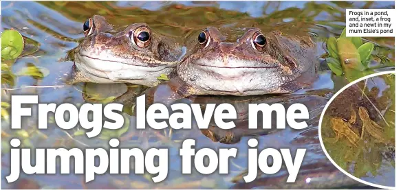  ?? ?? Frogs in a pond, and, inset, a frog and a newt in my mum Elsie’s pond