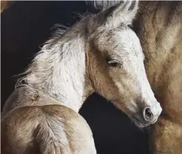  ??  ?? Palomino Filly, oil on canvas, 24 x 30"