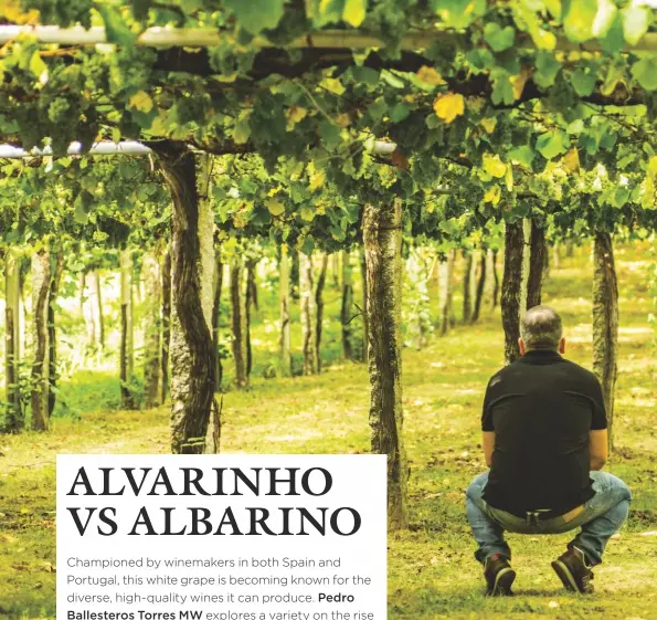  ??  ?? Above: Robustiano Fariña, co-owner of Bodegas Attis in Val do Salnés in Spain’s DO Rías Baixas, assesses his pergola-trained Albariño vines