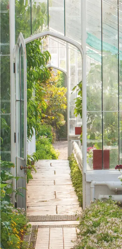  ??  ?? A selection of pelargoniu­ms in the greenhouse at Arundel Castle in West Sussex and, just visible on the right, the almost black leaved succulent Aeonium Zwartkop. Bring plants indoors to flower, then return them to the cool greenhouse to avoid over-stressing them