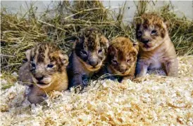  ?? Bild: BORÅS DJURPARK ?? NYFÖDDA. I september 2016 föddes fyra lejonungar i Borås, vilka stolt visades upp av djurparken. Två av dem avlivades i tisdags, fullt friska.