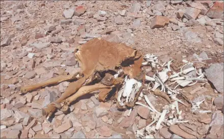  ?? Photo: Nampa ?? Huge impact… The devastatin­g drought has led to massive livestock losses.