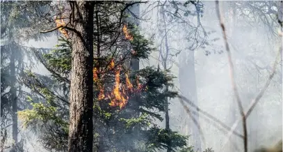  ?? Bild: Tomas Oneborg/tt/arkiv ?? Det varma och torra vädret ökar risken för gräs- och skogsbränd­er i nästan hela landet.