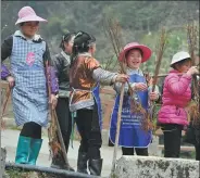  ?? ?? Left: Saplings are distribute­d to villagers for this year’s tree-planting.