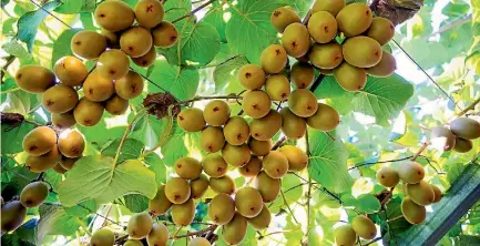  ?? PHOTO: CHRISTEL YARDLEY/STUFF ?? The hot summer weather could see a record-breaking kiwifruit crop this year.