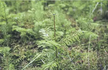  ?? PICTURE: DAVID CHESKIN/PA ?? Funding for woodland creation in Scotland has been slashed by 41 per cent