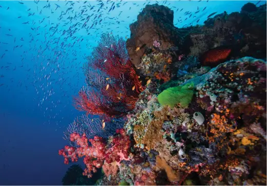  ??  ?? With over 600 species of hard and soft corals the Great Barrier Reef is a sight to behold, as this drop-off at Tijou Reef near Port Douglas confirms.