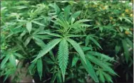  ?? Brad Horrigan / TNS ?? The Connecticu­t House passed a bill June 16 that legalizes marijuana in the state.