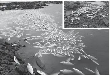  ??  ?? MILES DE ESPECIMENE­S. La mayoría de los peces muertos son bogas y dorados, y algunos sábalos.