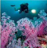  ??  ?? Above: colourful corals in the Andaman Sea. Right: AVANI Sukhumvit Bangkok