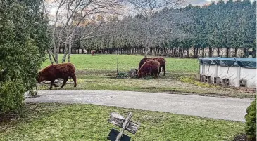  ?? Courtesy photo/Victoria Robinson-Lewis ?? Loose cattle in Sterling on March 30. State Rep. Doug Dubitsky, R-Chaplin, is among lawmakers working on a bill that emerged from chronic complaints in Sterling and Canterbury about Ryan and Alycia Salvas and Radical Roots Farm, where residents contend the farm’s livestock has caused tens of thousands of dollars in damage.