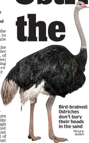  ?? Picture: ALAMY ?? Bird-brained: Ostriches don’t bury their heads in the sand