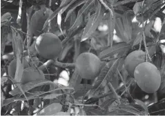  ??  ?? > Los frutos se ven afectados con la sequía.