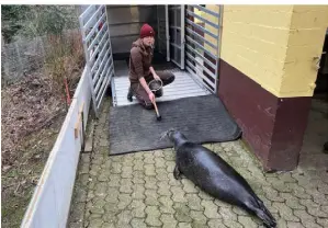  ?? FOTO: TIERGARTEN ?? Reviertier­pflegerin Sophie Hakken hat mit den Seehunden trainiert. Nun sind die Tiere freiwillig in den Transporta­nhänger gerobbt.