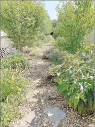  ?? ?? Chad and Valerie did a lot of work on their plants in their yard during the covid-19 pandemic. This walkway includes pollinator­s and edible plants.