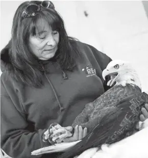  ?? JOURNAL SENTINEL FILES ?? Marge Gibson cradles a bald eagle at the Raptor Education Group in 2012. Gibson has released more than 1,000 eagles back into the wild.