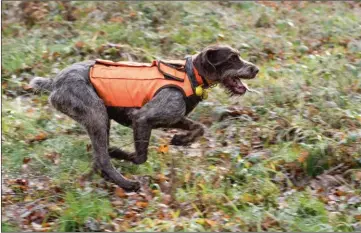  ??  ?? La concurrenc­e qui sévit entre les lots de chasse de la forêt incite les organisate­urs à pousser le moins possible le gibier. Seuls quelques chiens, au mieux, sont donc présents dans la traque.