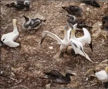  ?? (AP/Carolyn Kaster) ?? A pair of northern gannets greet each other.