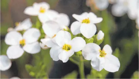  ?? FOTO: ANDREA WARNECKE ?? Ein Hingucker im Garten: Die Gänsekress­e produziert immer wieder neue Blüten nach, sodass die Pracht lange währt.