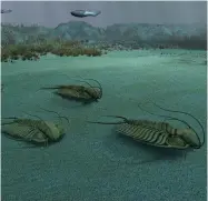  ??  ?? By the end of the Ordovician Period the seafloor was teeming with shelled creatures such as trilobites