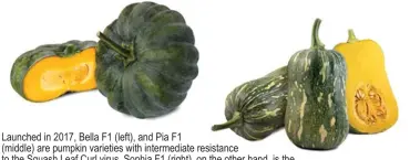  ??  ?? Launched in 2017, Bella F1 (left), and Pia F1
(middle) are pumpkin varieties with intermedia­te resistance to the Squash Leaf Curl virus. Sophia F1 (right), on the other hand, is the new small-fruited butternut pumpkin of East-West Seed. It’s an earlymatur­ing and high-yielding variety with smooth and sticky flesh.