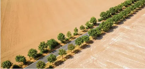  ?? Foto: Jan Woitas, dpa ?? Der Sommer im Jahr 2018 in Deutschlan­d war heiß – und das über einen langen Zeitraum hinweg. Mit Folgen: Ein paar Bäume bilden – wie hier in Sachsen – die einzigen grü nen Farbtupfer zwischen trockenen, abgeerntet­en Feldern.