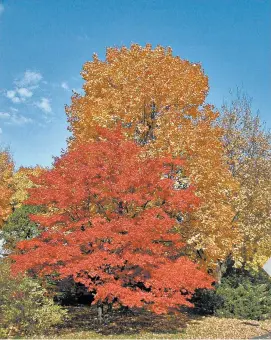  ?? LEE REICH/AP ?? Japanese and sugar maple trees in Bryn Mawr, Pennsylvan­ia. Trees benefit our planet in many ways, as well as providing us with beauty, food and shade.